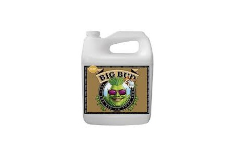 BIG BUD 500ML